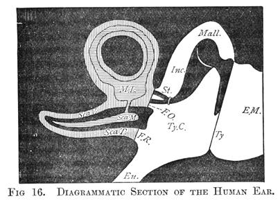 Figure 16 - Diagrammatic Section of the Human Ear