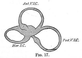 Figure 17 - Sacculus, and the three Semi-circular Canals