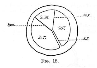 Figure 18 - Lamine Spiralis