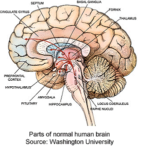 Brain is Molecular - Mind is Interetheric