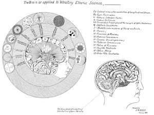 The Brain as applied to Vibratory Etheric Science