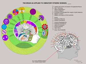 The Brain as applied to Vibratory Etheric Science