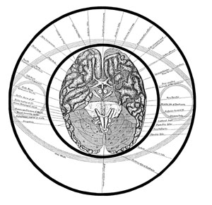 Brain Section in Circle