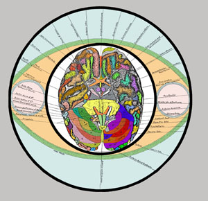 Brain Section in Circle