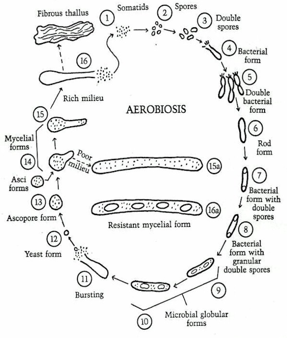 Bacteria Cycle