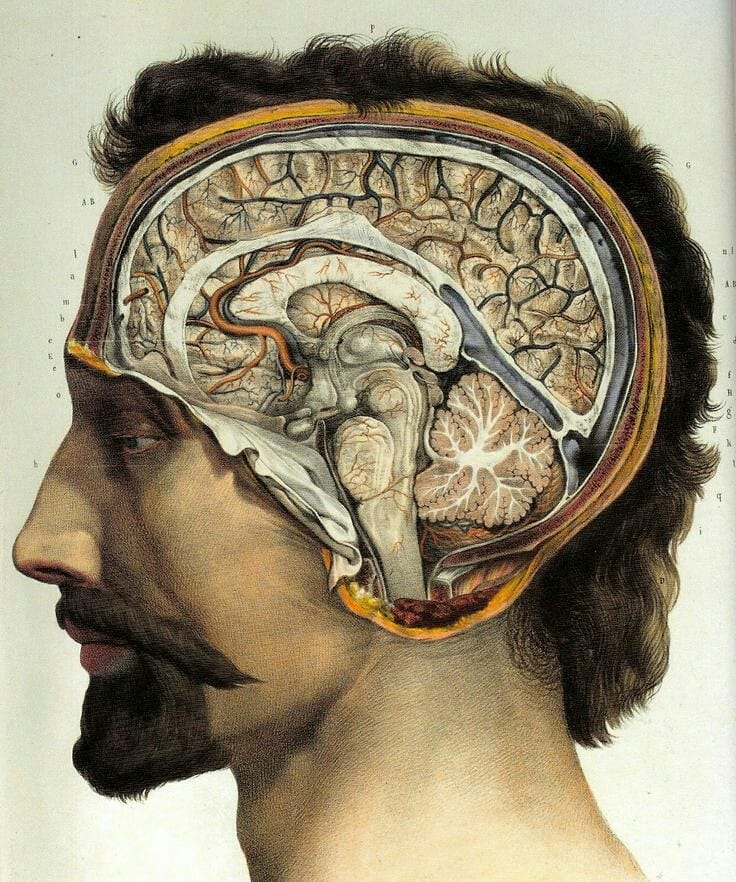 Brain Profile