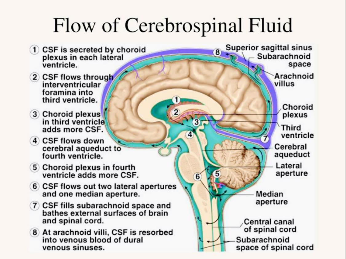 Cerebrospinal Fluid Flows