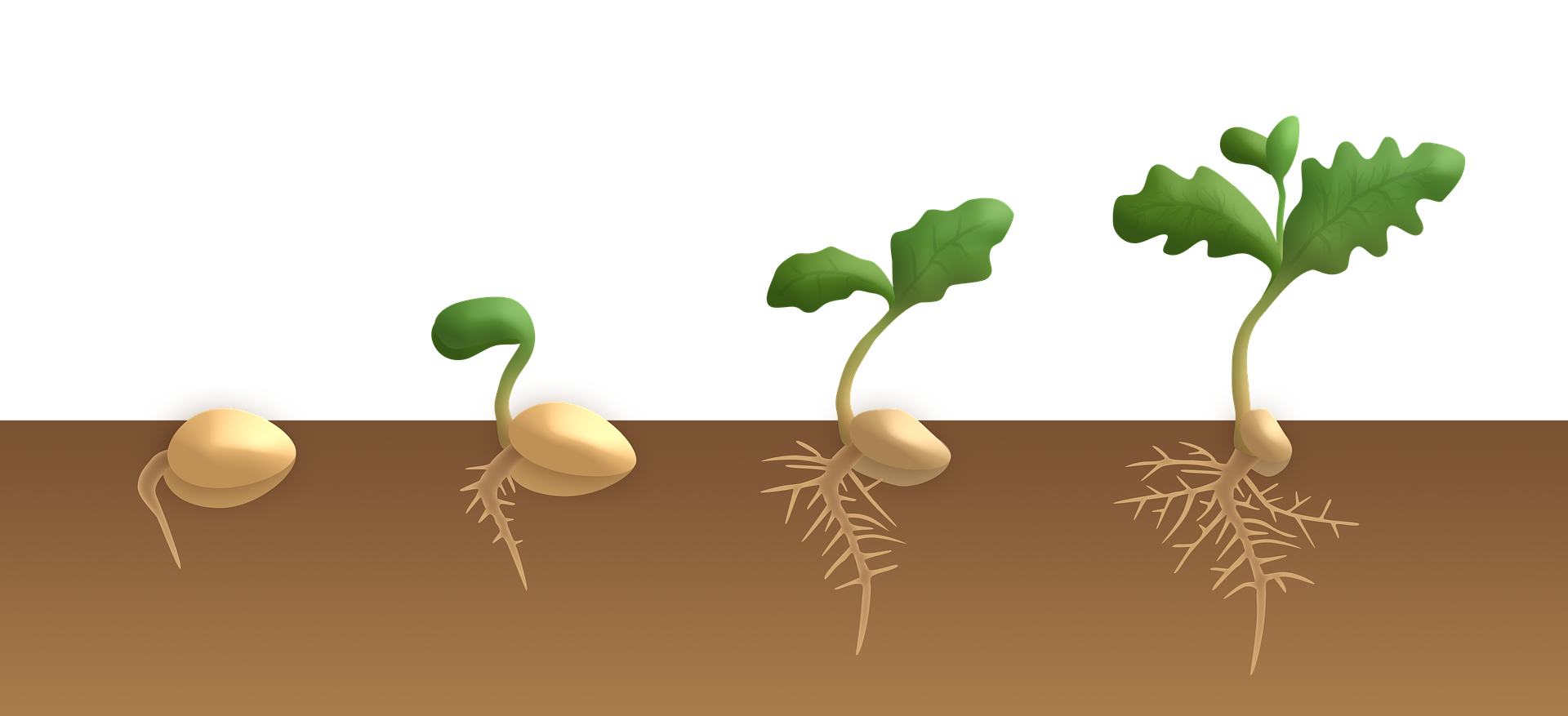 Growing Seed