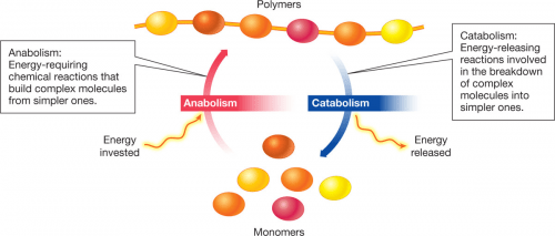 catabolic processes